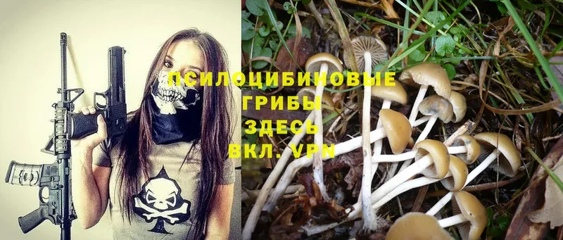 как найти закладки  Кудымкар  Галлюциногенные грибы Psilocybe 